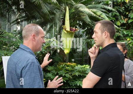 Besucher erfahren Sie mehr über die Titan Arum Leiche Blume in voller Blüte im US Botanic Garden 3. Februar 2017 in Washington, DC.    (Foto von uns Capitol Foto via Planetpix) Stockfoto