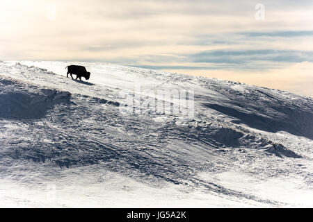 Eine amerikanischen Bison grast auf einem schneebedeckten Feld im Winter im Yellowstone National Park Hayden Valley 15. Februar 2017 in der Nähe von Canyon Village, Wyoming.    (Foto: Jacob W. Frank via Planetpix) Stockfoto