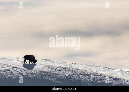 Eine amerikanischen Bison grast auf einem schneebedeckten Feld im Winter im Yellowstone National Park Hayden Valley 15. Februar 2017 in der Nähe von Canyon Village, Wyoming.    (Foto: Jacob W. Frank via Planetpix) Stockfoto