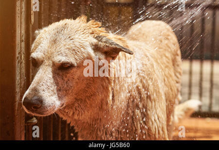 Nassen braunen Hund im Wasser spritzt Nahaufnahme. Grooming großen Schäferhund Stockfoto