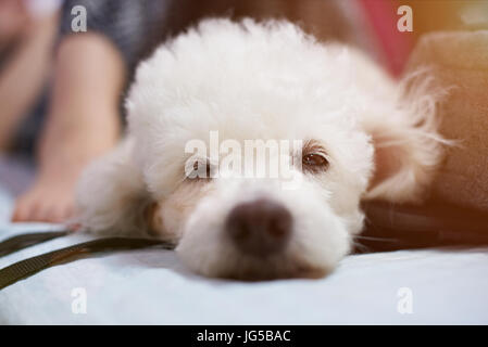 Halb schlafend weißer Pudel Hund Kopf Nahaufnahme. Home Süß Hund Stockfoto