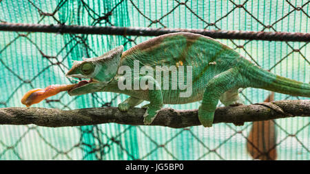 Parsons Chamäleon (Calumma Parsoni) isst ein Insekt, Vakona Reserve, Madagaskar Stockfoto