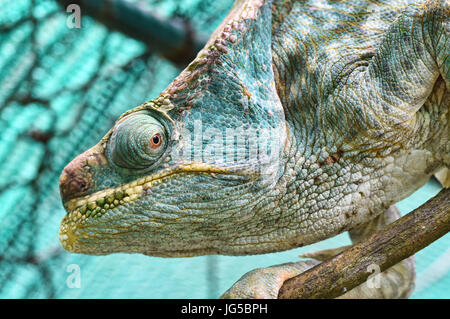 Bunte Parsons Chamäleon (Calumma Parsoni), Vakona Reserve, Madagaskar Stockfoto