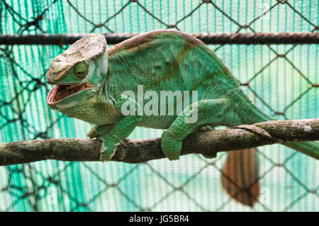 Bunte Parsons Chamäleon (Calumma Parsoni), Vakona Reserve, Madagaskar Stockfoto