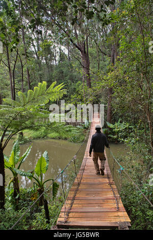 Waldweg im Vakona Reserve, Andasibe, Madagaskar Stockfoto