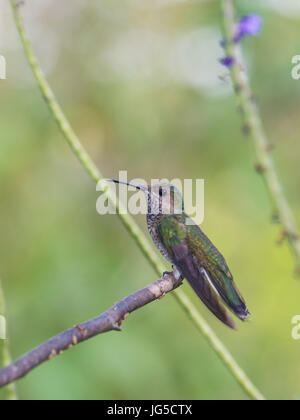 Weiß-Necked-Jakobiner: Florisuga Mellivora. Weiblich.  Trinidad. Stockfoto