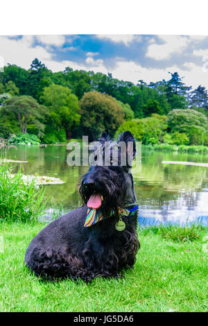 Einem männlichen Scottish Terrier sitzt neben einem irischen See Stockfoto