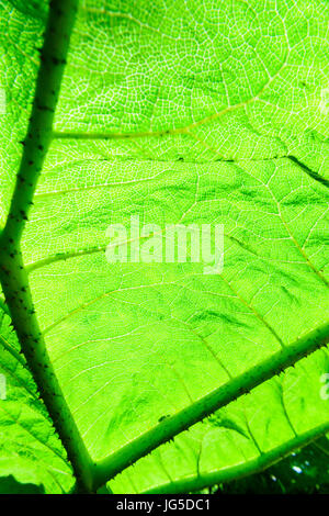 Sonnenlicht scheint durch die riesige Blatt einer Pflanze Gunnera. Stockfoto
