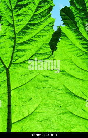 Sonnenlicht scheint durch die riesige Blatt einer Pflanze Gunnera. Stockfoto