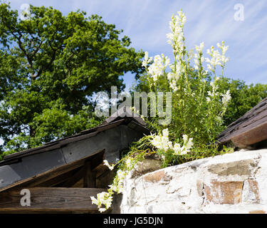 Eine weiße Löwenmaul, wildwachsenden, auf einer Farm Wand, Aberaeron, Ceredigion, Wales, UK Stockfoto