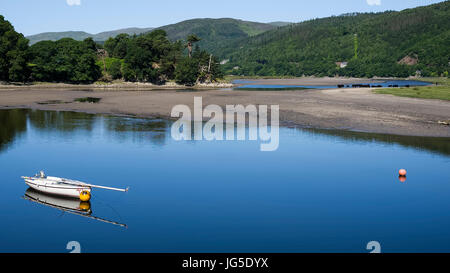 Welsh Black Rinder weiden inmitten der Schönheit des Mawddach Mündung, Ortszentrum, Gwynedd, Wales, UK Stockfoto