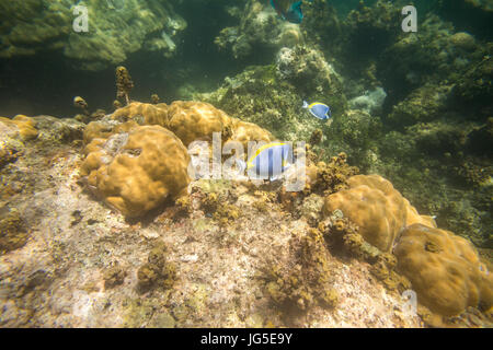 Blaue Fische am Korallenriff im Indischen Ozean, Kenia Stockfoto