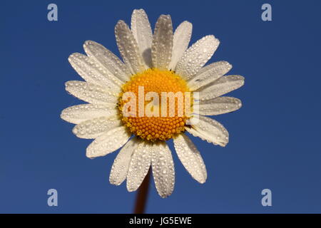 Ochsen-Auge Daisy (in Tau bedeckt) Stockfoto