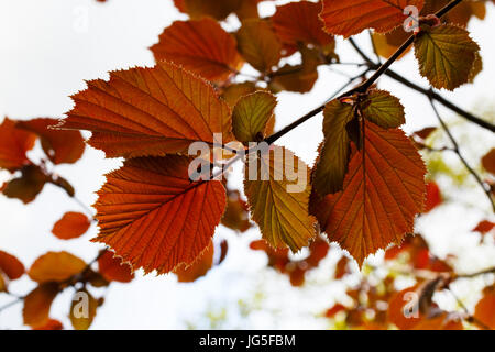 Corylus Avellana 'Fuscorubra' Stockfoto