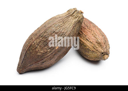 zwei Kakaofrucht auf weißem Hintergrund Stockfoto