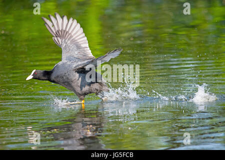 Blesshuhn aus ein einem anderen rivalisierenden Männchen jagen Stockfoto