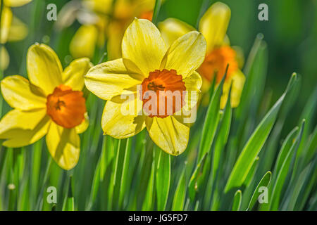 Narzisse ist der englische Trivialname & der lateinische Name ist Narzisse Stockfoto