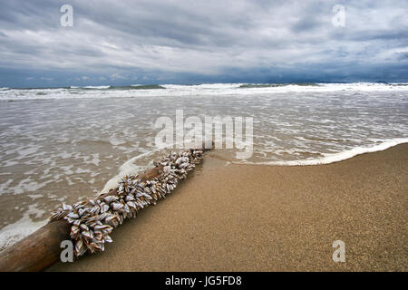 Stürmischer Abend am Strand mit dramatische Wolken und Wellen. Traditionelle vietnamesische Kokos Boot im Vordergrund. Hoi an, An Bang Strand. Mit Exemplar. Stockfoto