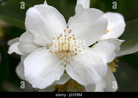 Süße Mock-Orange oder englischen Hartriegel (Philadelphus Coronarius); Nahaufnahmen von Blumen Stockfoto