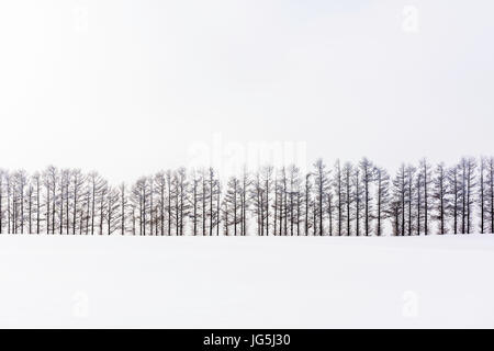 Biei, Hokkaido, Japan Landschaft im Winter. Stockfoto