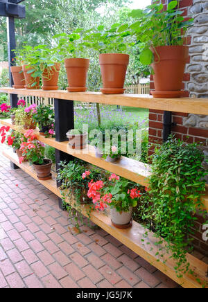 Reihen von Topfpflanzen auf Holzregalen im englischen Garten Stockfoto