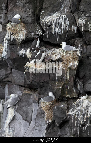 Brünnich´s Guillemot (Uria Lomvia) Stockfoto