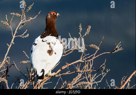 Willow Ptarmigan, Männlich, Frühjahr Zucht Gefieder, Tundra, Denali-Nationalpark, Alaska. Stockfoto