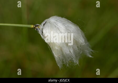 Weiße flauschige Pracht der Natur Sumpf von Wollgras Stockfoto