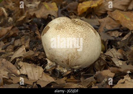 Leopard Earthball - Sklerodermie areolatum Stockfoto