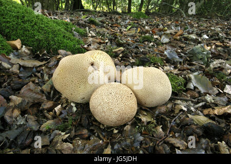 Gemeinsame Earthball - Sklerodermie citrinum Stockfoto