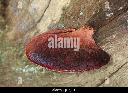 Beefsteak Pilz - Fistulina hepatica Stockfoto