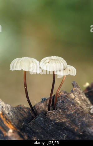 Rotflügel Fallschirm - Marasmius rotula Stockfoto