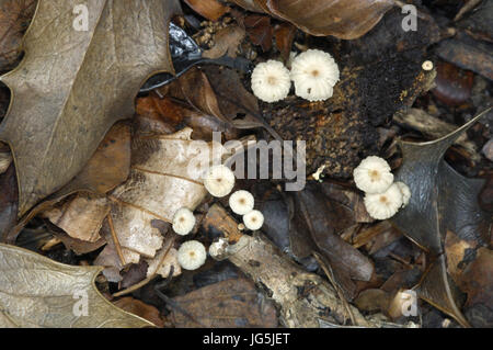 Rotflügel Fallschirm - Marasmius rotula Stockfoto
