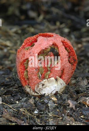 Käfig-Pilz (aka Red Cage oder Gitter Pilz) - Clathrus ruber Stockfoto