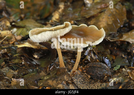 Rotbraune Toughshank - Gymnopus dryophilus Stockfoto