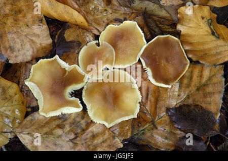 Rotbraune Toughshank - Gymnopus dryophilus Stockfoto