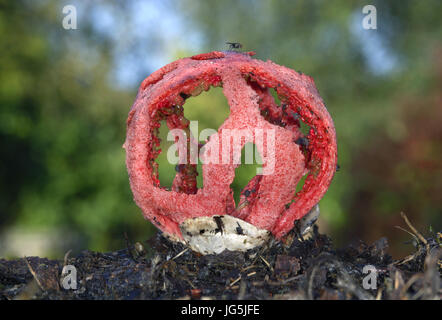 Käfig-Pilz (aka Red Cage oder Gitter Pilz) - Clathrus ruber Stockfoto