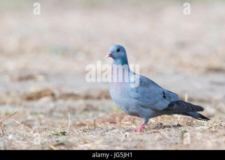 Hohltaube (Columba Oenas), Emsland, Niedersachsen, Deutschland Stockfoto