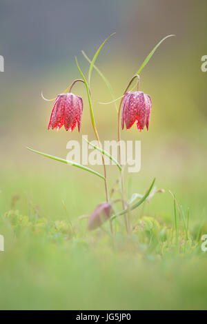 Schlange den Kopf Fritillarys (Fritillaria Meleagris), Hessen, Deutschland Stockfoto