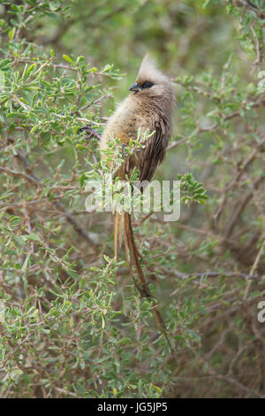 Gesprenkelte Mousebird (Colius Striatus), Addo Elephant National Park, Südafrika Stockfoto