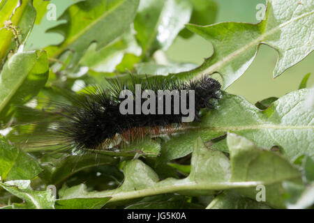 Hofdame, Raupe Frisst ein Löwenzahn, Hyphoraia Aulica, Brown Tiger Moth, edlen Tiger, Caterpillar, Ecaille Noble, Petite Ecaille Brune, Bärenspinner, A Stockfoto