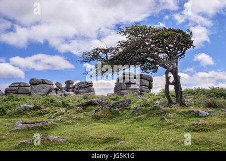 Winswept Weißdorn Baum am Combestone Tor, Dartmoor, Devon, UK. Stockfoto