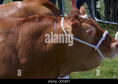 Kastanien Stier bei Malton Show, Malton, North Yorkshire, UK Stockfoto