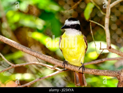 Große Kiskadee (Pitangus Sulphuratus), eine große Tyrant Flycatcher, thront auf einem Ast Stockfoto