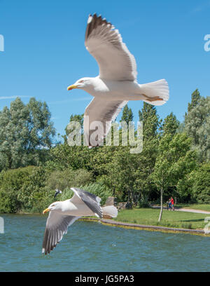 Paar von fliegenden Möwen Stockfoto