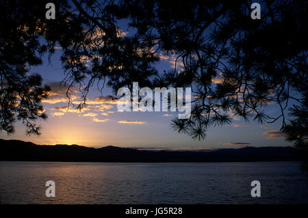 Ponderosa Pine Silhouette, Canyon Lake Ferry, Montana Stockfoto