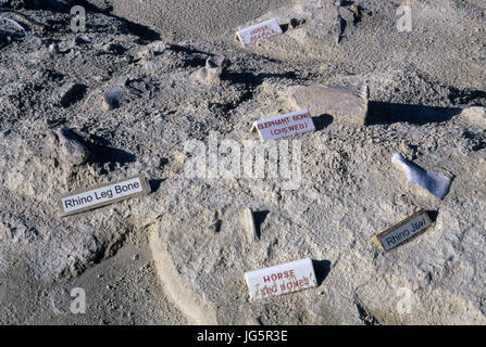 Fossil Bett, Ashfall Fossil Betten State Historical Park, Nebraska Stockfoto