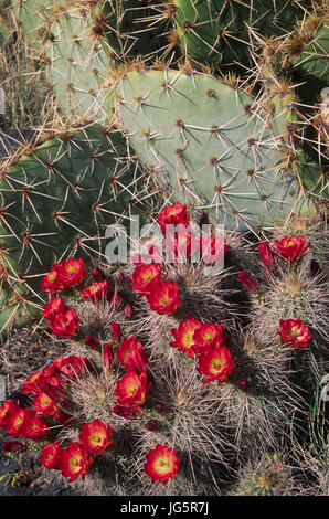 Prickley Pear & Claret Cup Kaktus entlang Malpais Naturlehrpfad, Tal der Brände Recreation Site in New Mexico Stockfoto