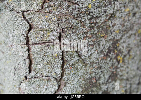 Nahaufnahme von Baumrinde mit Rissen in einer Form ein H Stockfoto