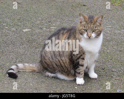 Katze sitzend auf gerader Kopf Stockfoto